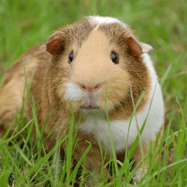 Wir ❤ Meerschweinchen