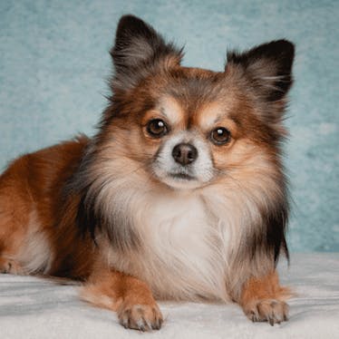 Chihuahuas ❤️