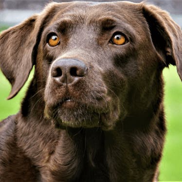 Labrador-Liebhaber