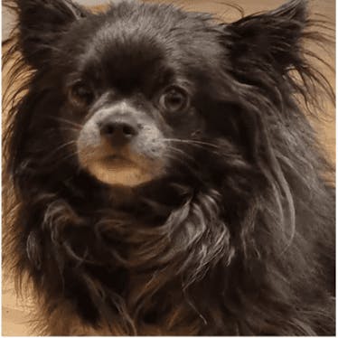 Little Chihuahua