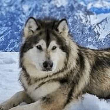 Alaskan Malamute