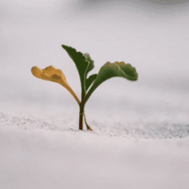 The Growth Primer