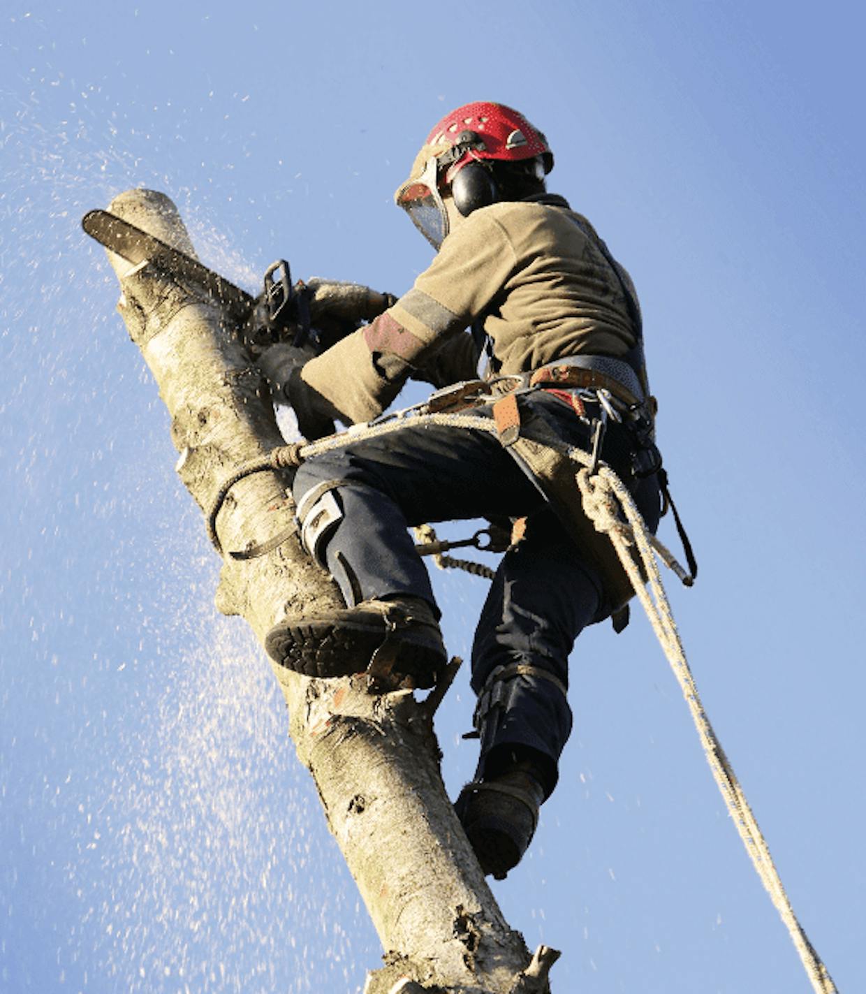 Amazing Benefits Of Getting Your Tree Lopped