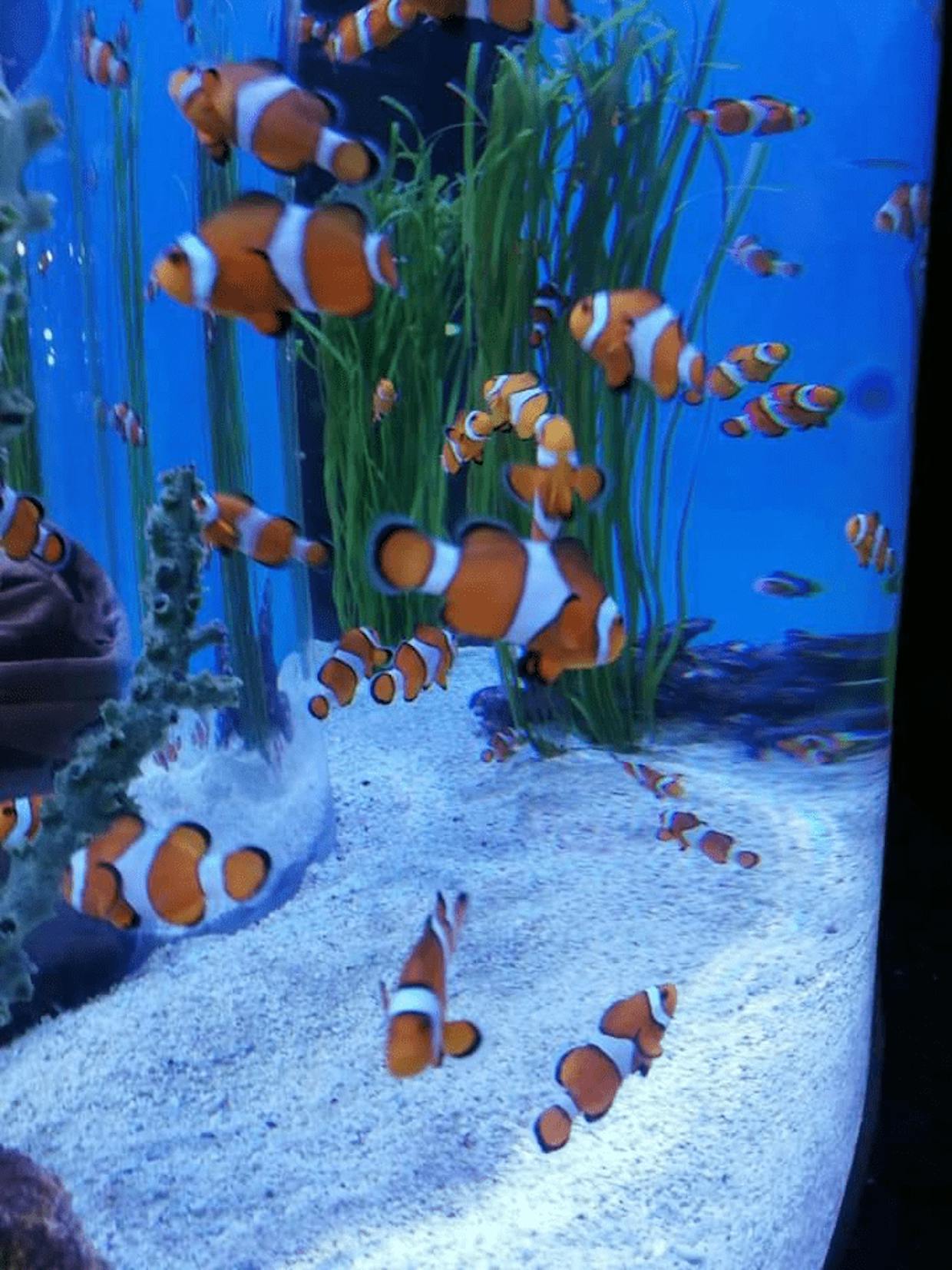Found Nemo...lots of them over the long weekend! #mycanadianlife 