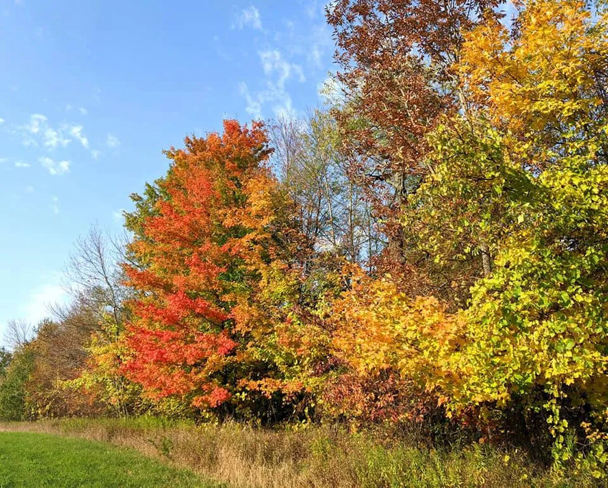 Fall in Ontario 