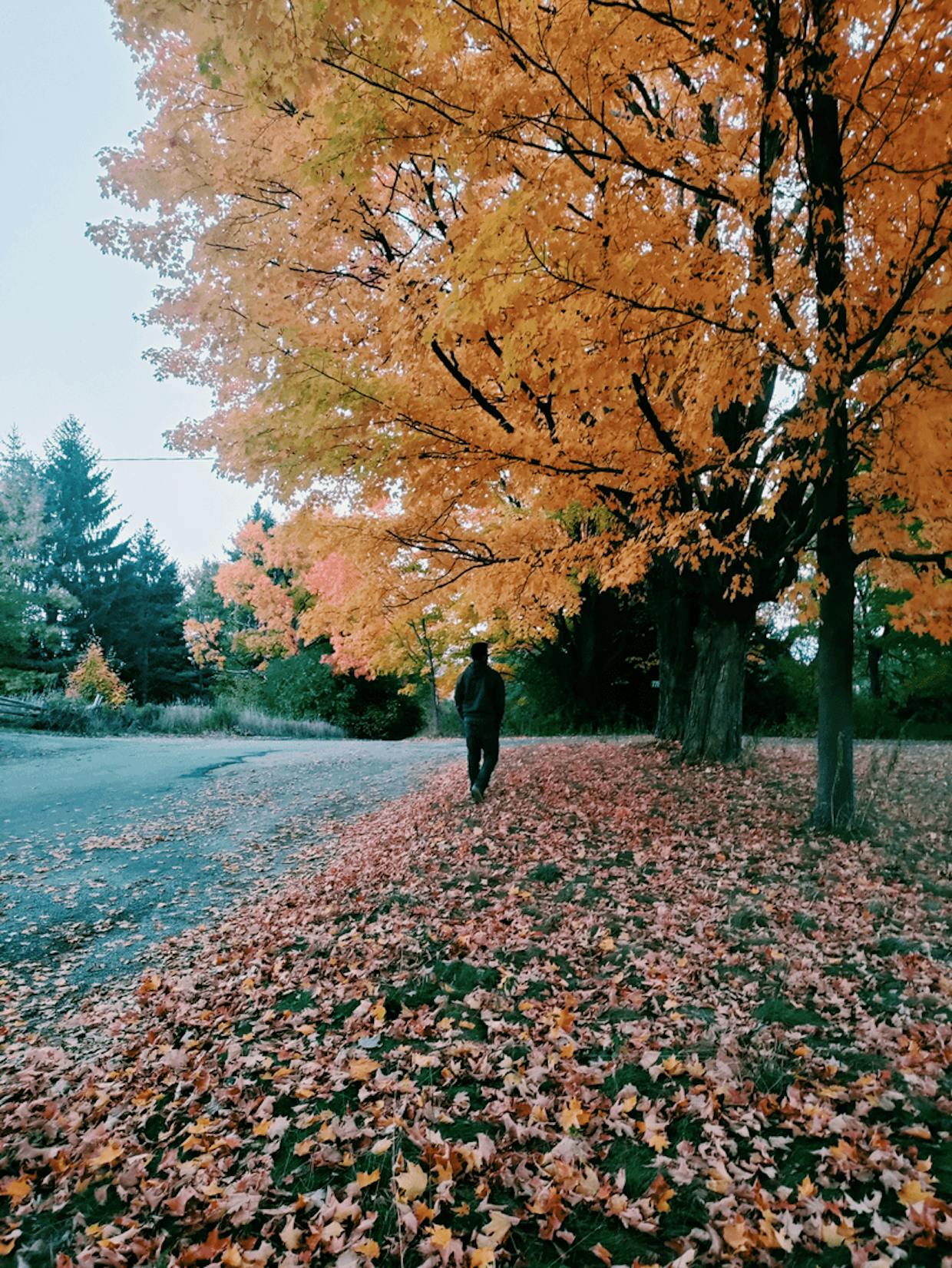 My click at Forks of the credit park during fall 