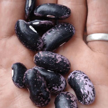 Seed Savers & Seed Swap