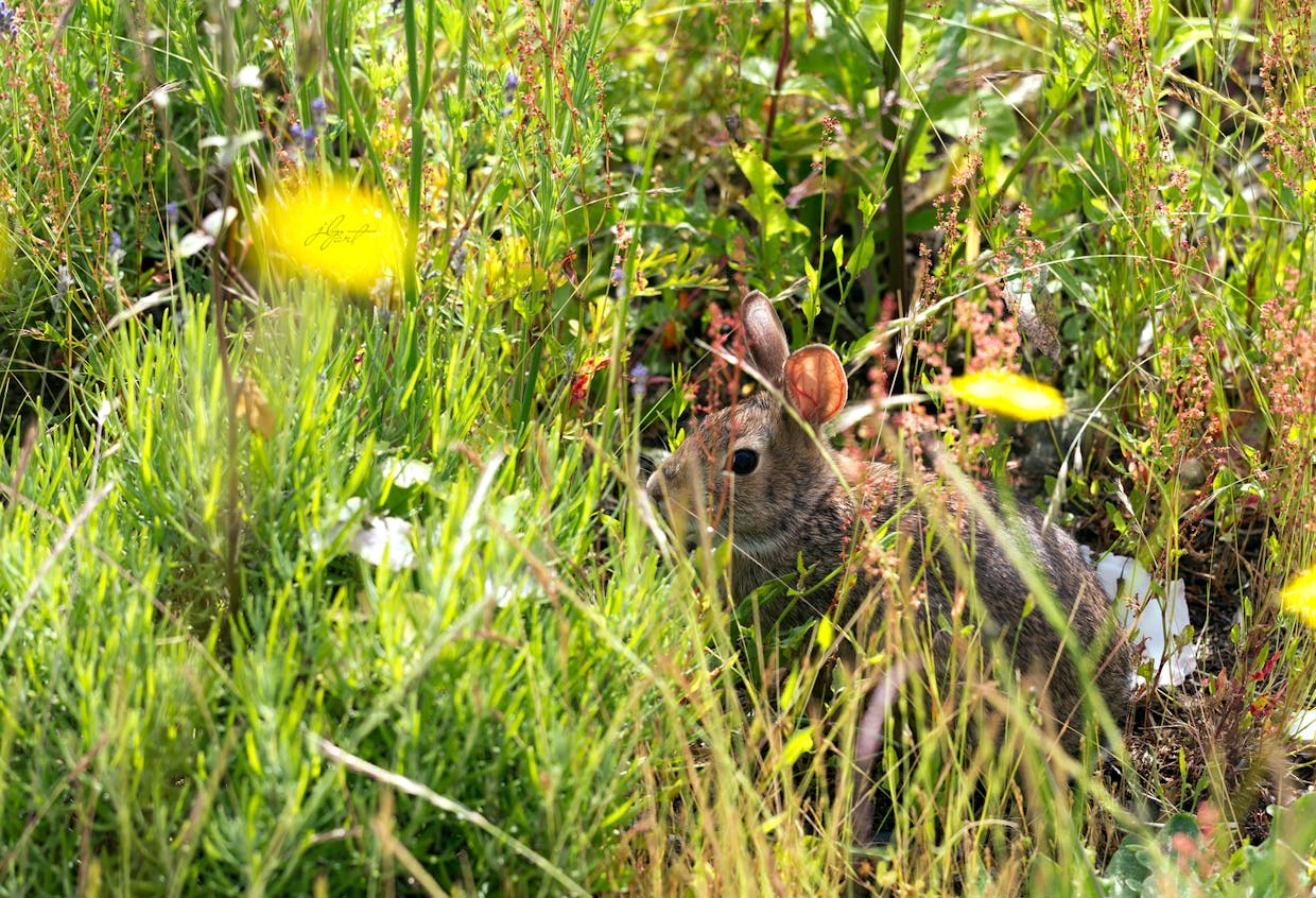Making wilder spaces means habitat!