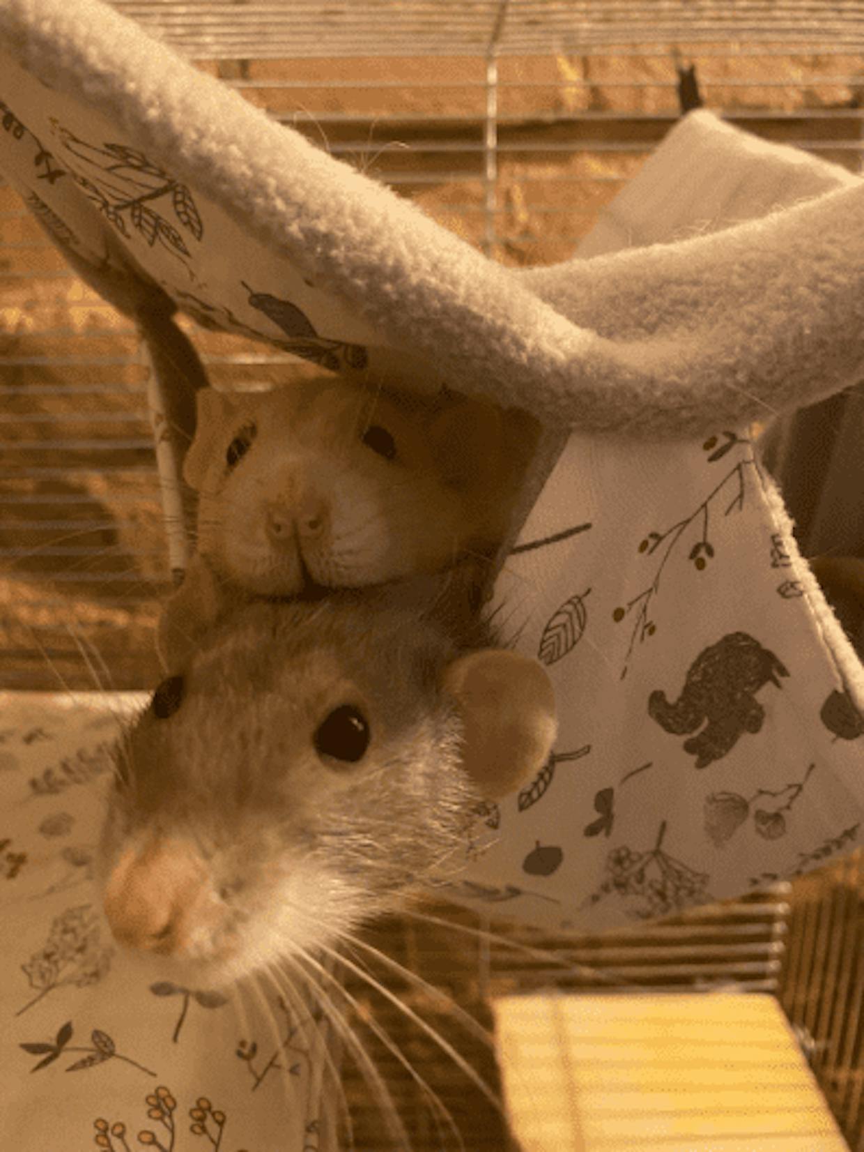 Here are Sam (white) and Dean (grey), my supernatural rats