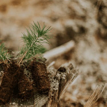 Tree Planters