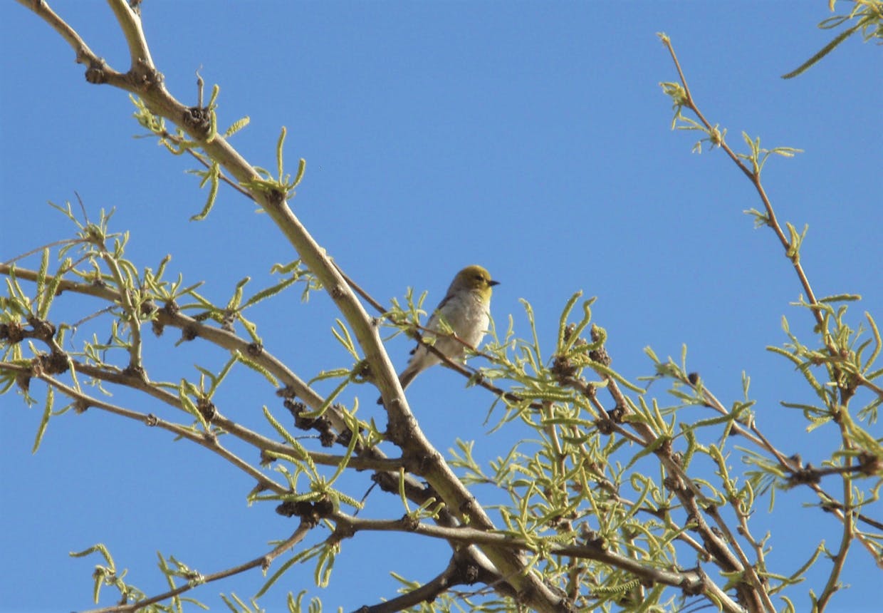 Backyard Regular Visitor, Verdin