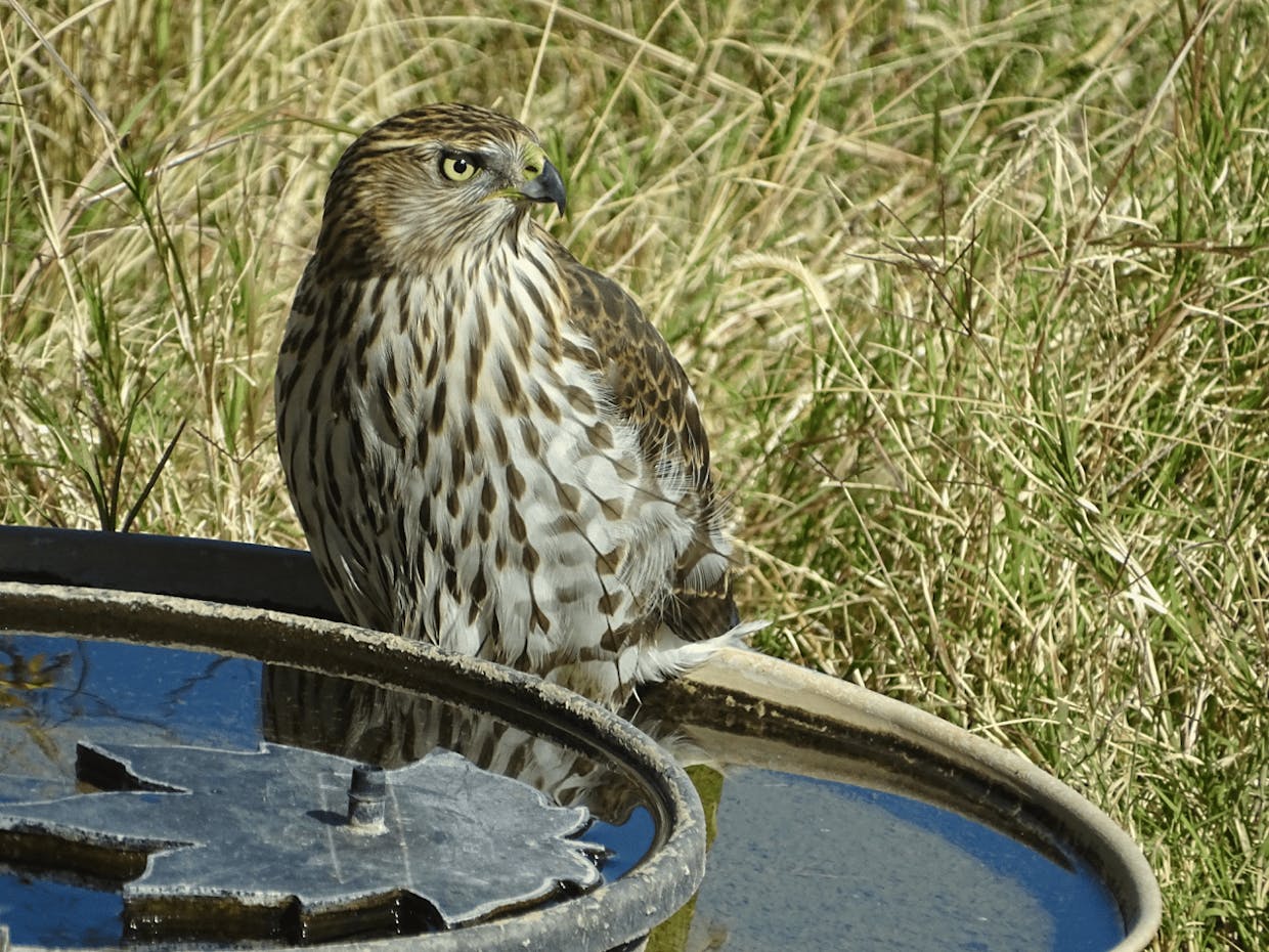 Juvenile Cooper's Hawk