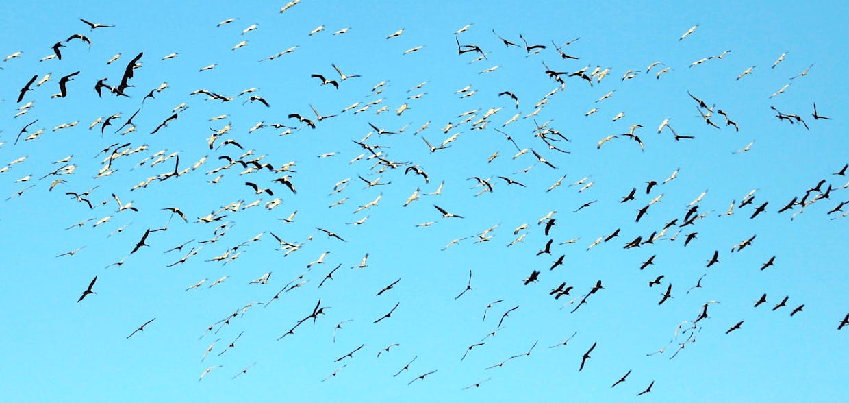 Sandhill cranes glide above the McNeal-Elfrida area recently in the skies over Cochise County.
