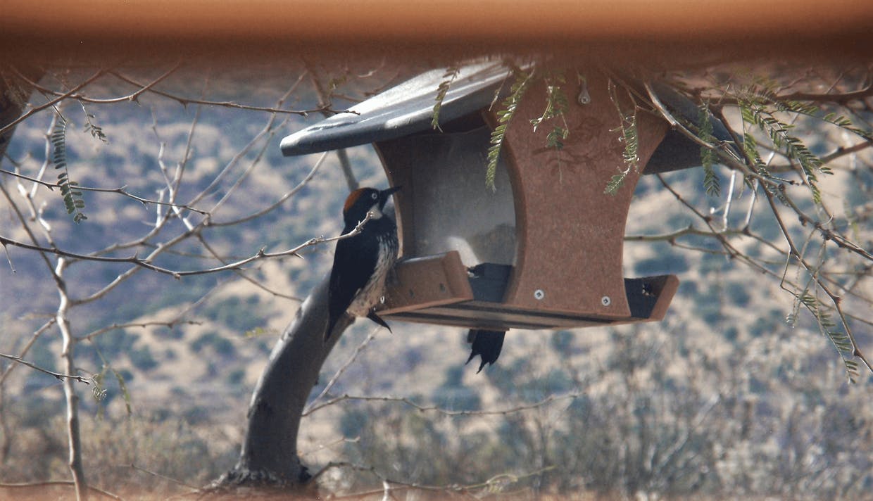 Acorn Woodpecker - New Feeder Visitor