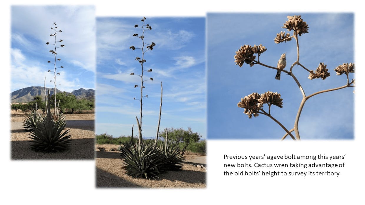 Agave's bolting and benefit of old stalks for wildlife.