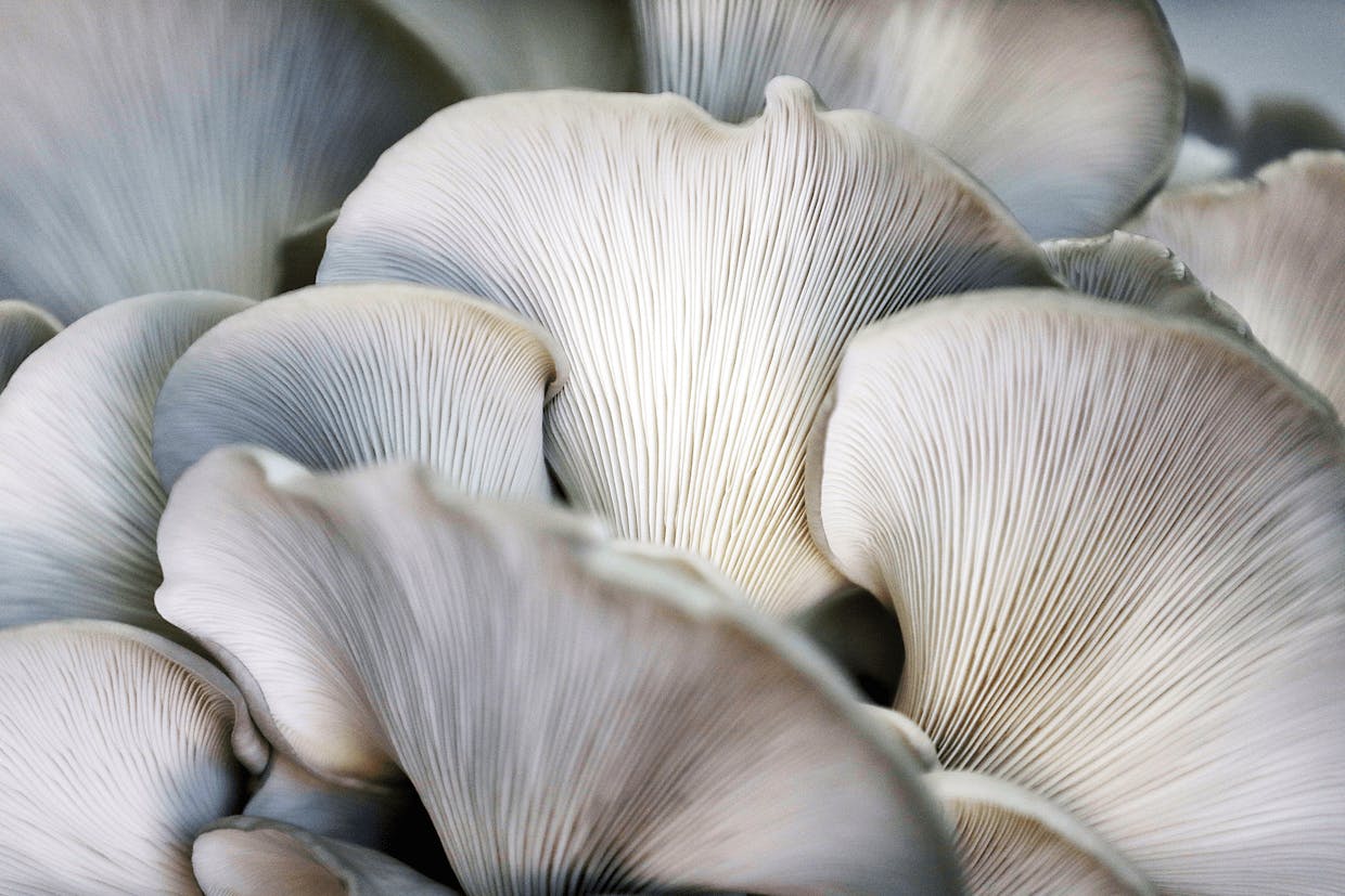 The gills of Mother of Pearl Oyster mushrooms.
