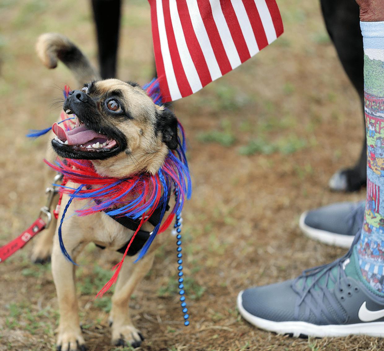 A happy participant in Monday’s annual Pets and People Promenade hosted by New Frontier Animal Medical Center. The event is part of Sierra Vista’s Independence Day festivities held in Veterans Memorial Park.