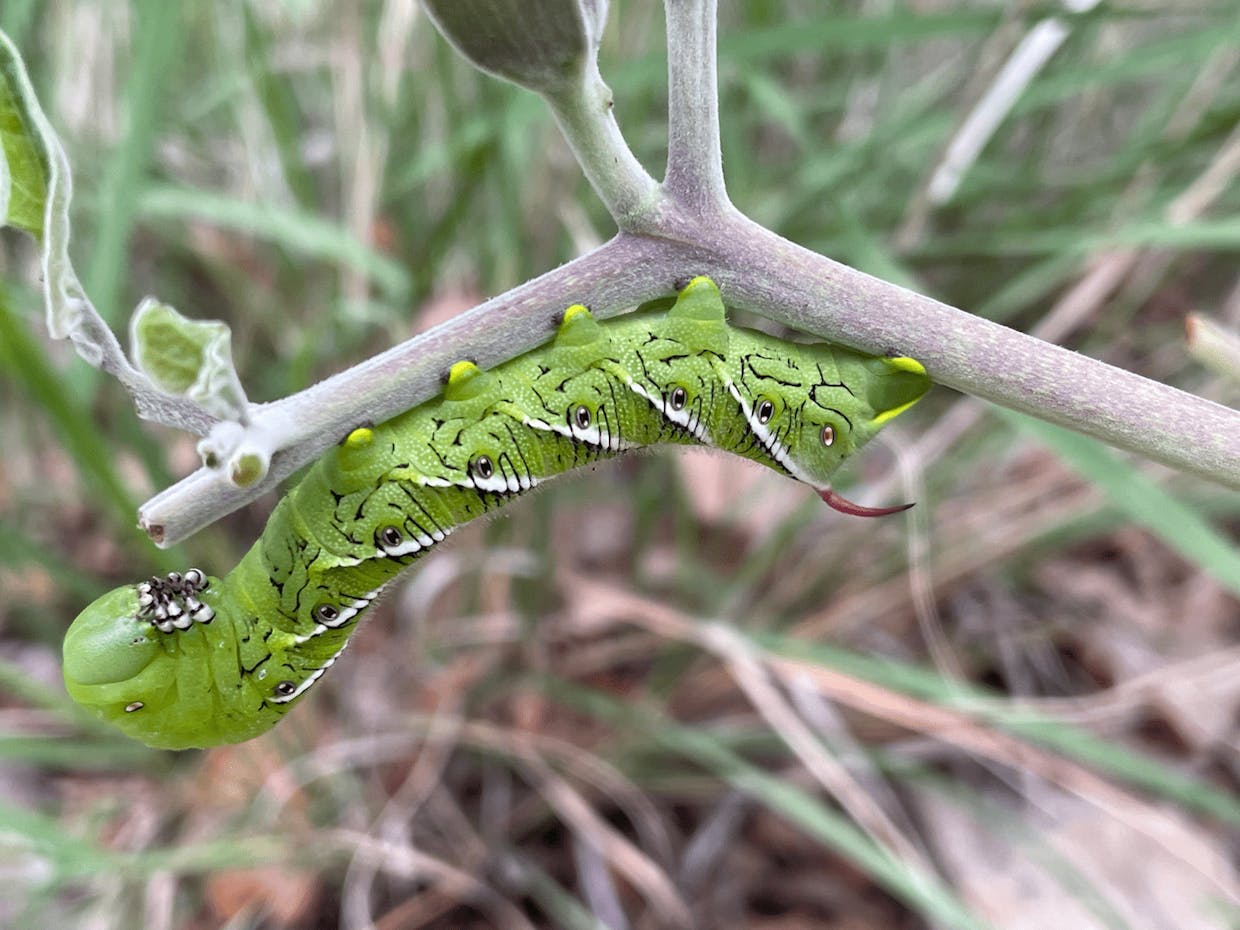 Carolina Sphinx Moth caterpillar (Manduca sexta)