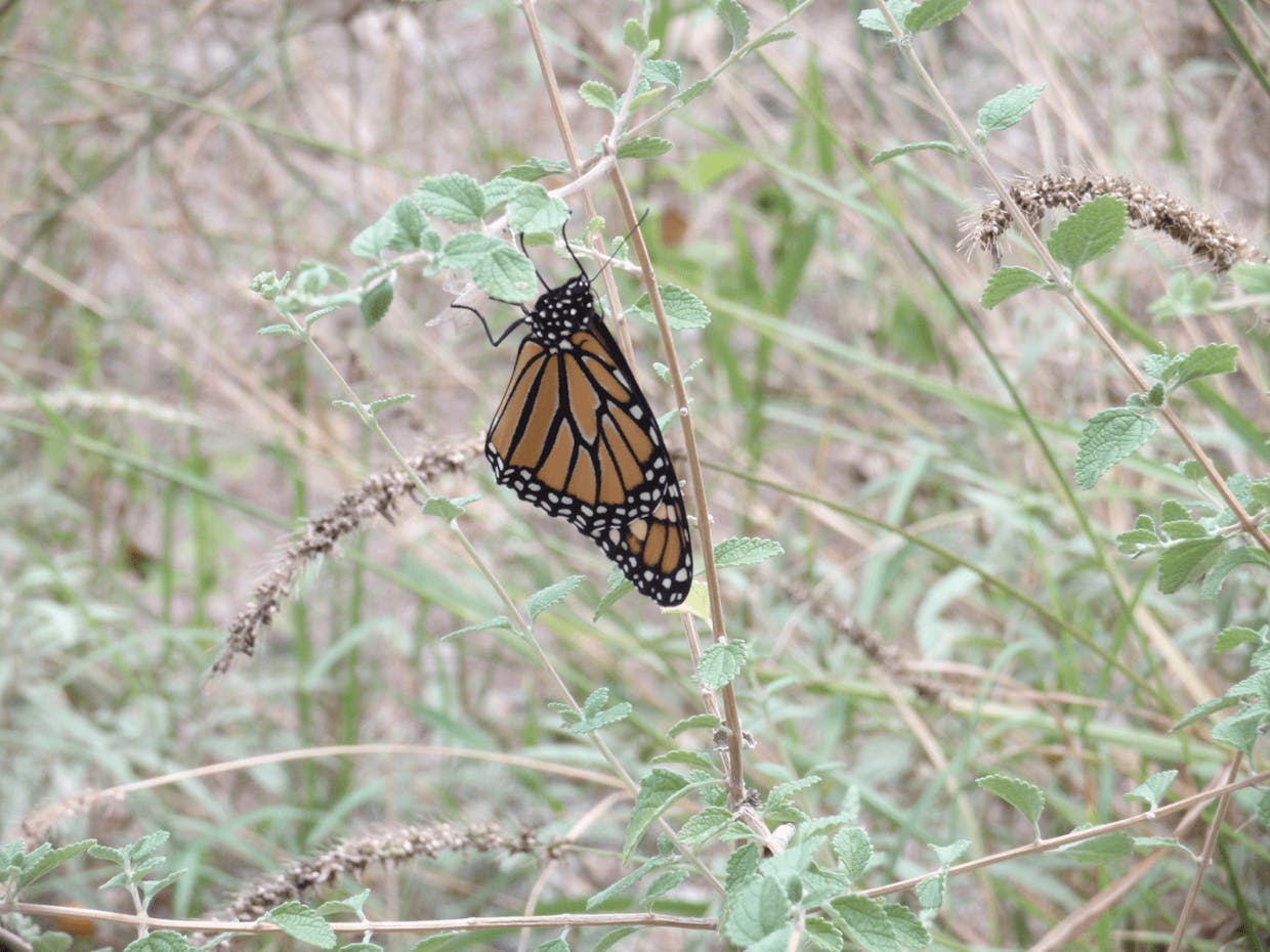 Monarch Butterfly on Beebrush