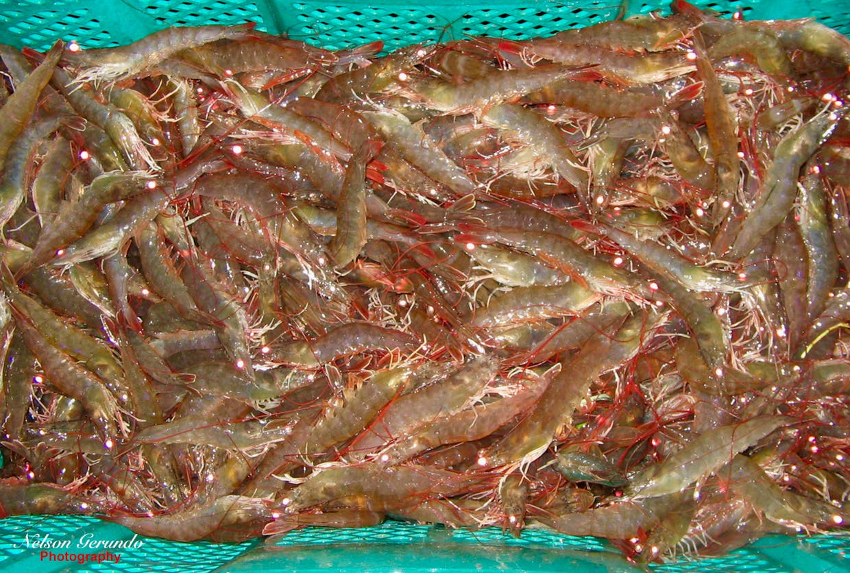 Shrimp Harvest in Central Luzon, the Philippines