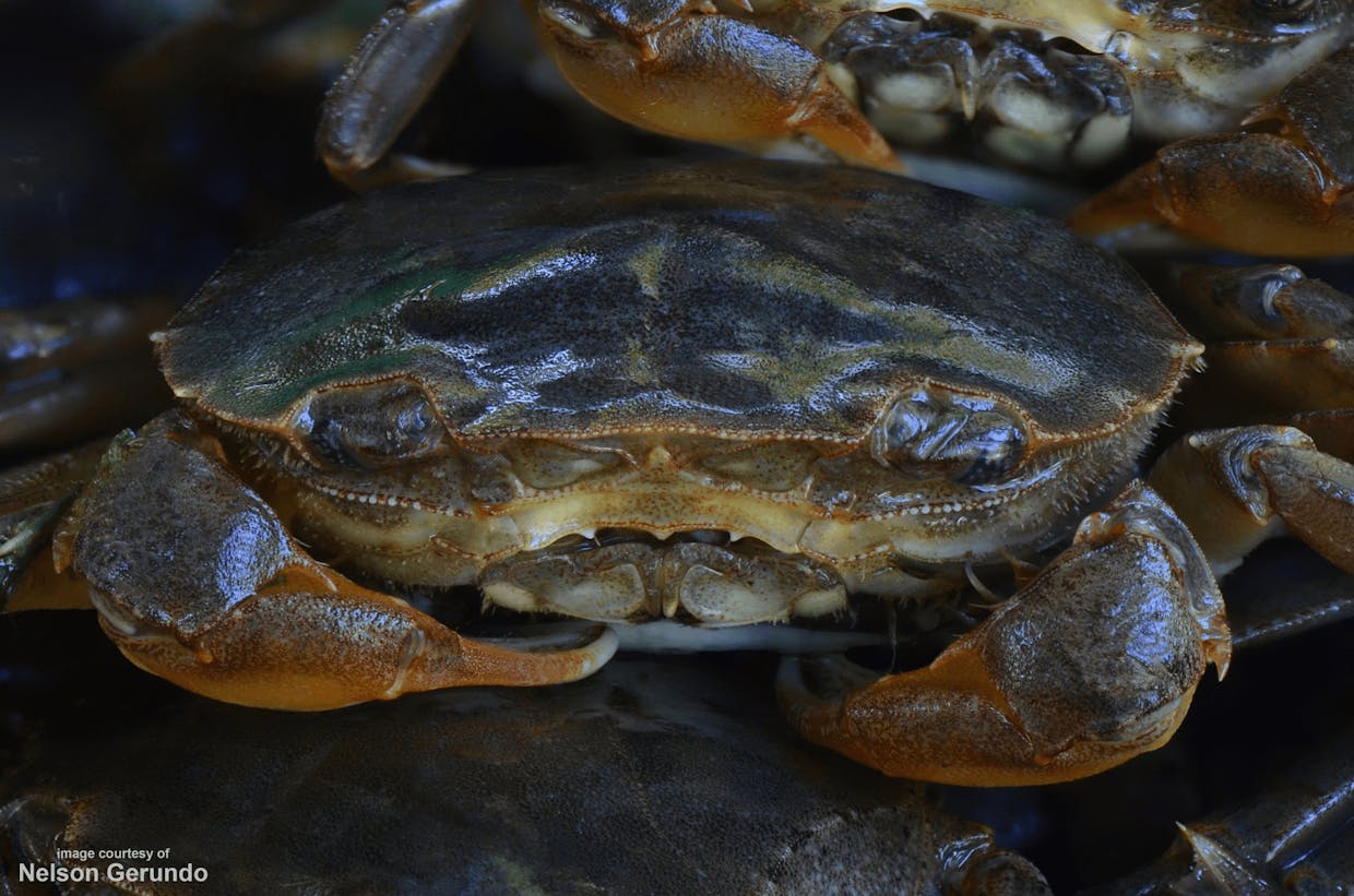 Available natural light full-stacked frontal photography of a euryhaline peregrine crab (