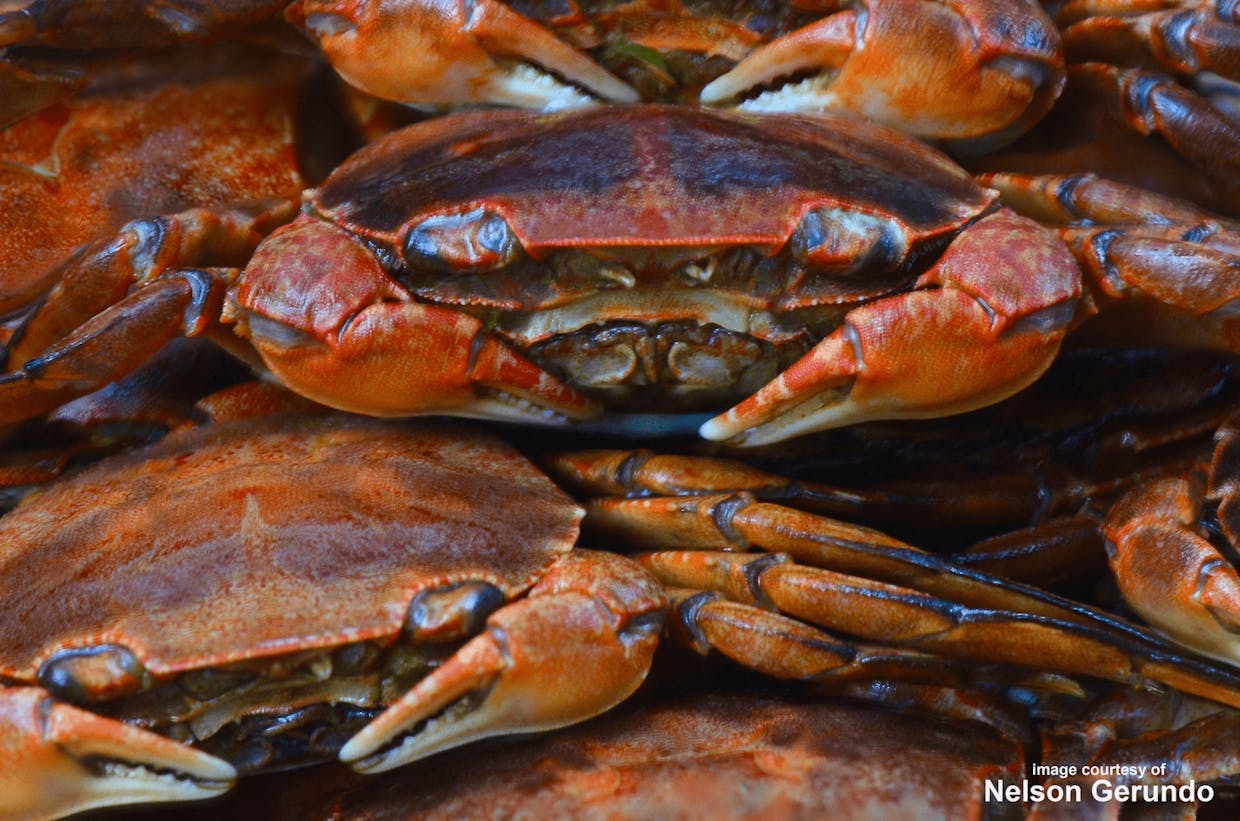 Available natural light full-frontal macro-photograph of the cooked version of the most prolific species of euryhaline crab (Varuna litterata) commonly invading the shrimp ponds in the Philippines taken by nelson gerundo today, November 17, 2021 (Wednesday) starting at 5:02:11 PM inside the CLSU main campus that is composed of 18 successive shots at an aperture opening of f/6.3 that were fused together into ONE final picture for posting to the Shrimp List’s photo gallery.