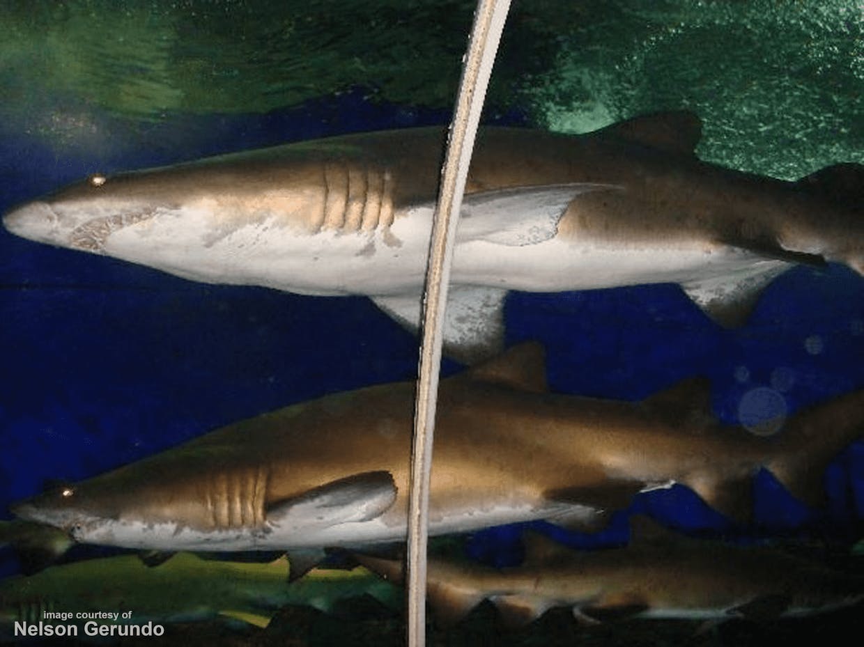 Original Image (Sand Tiger Shark, Carcharias taurus, Rafinesque, 1810) taken by nelson gerundo on May 28, 2007 (Monday) at 4:24:56 PM at the Underwater World in Singapore ... Full-frame. Uncropped image. Straight right out from the memory card of my camera