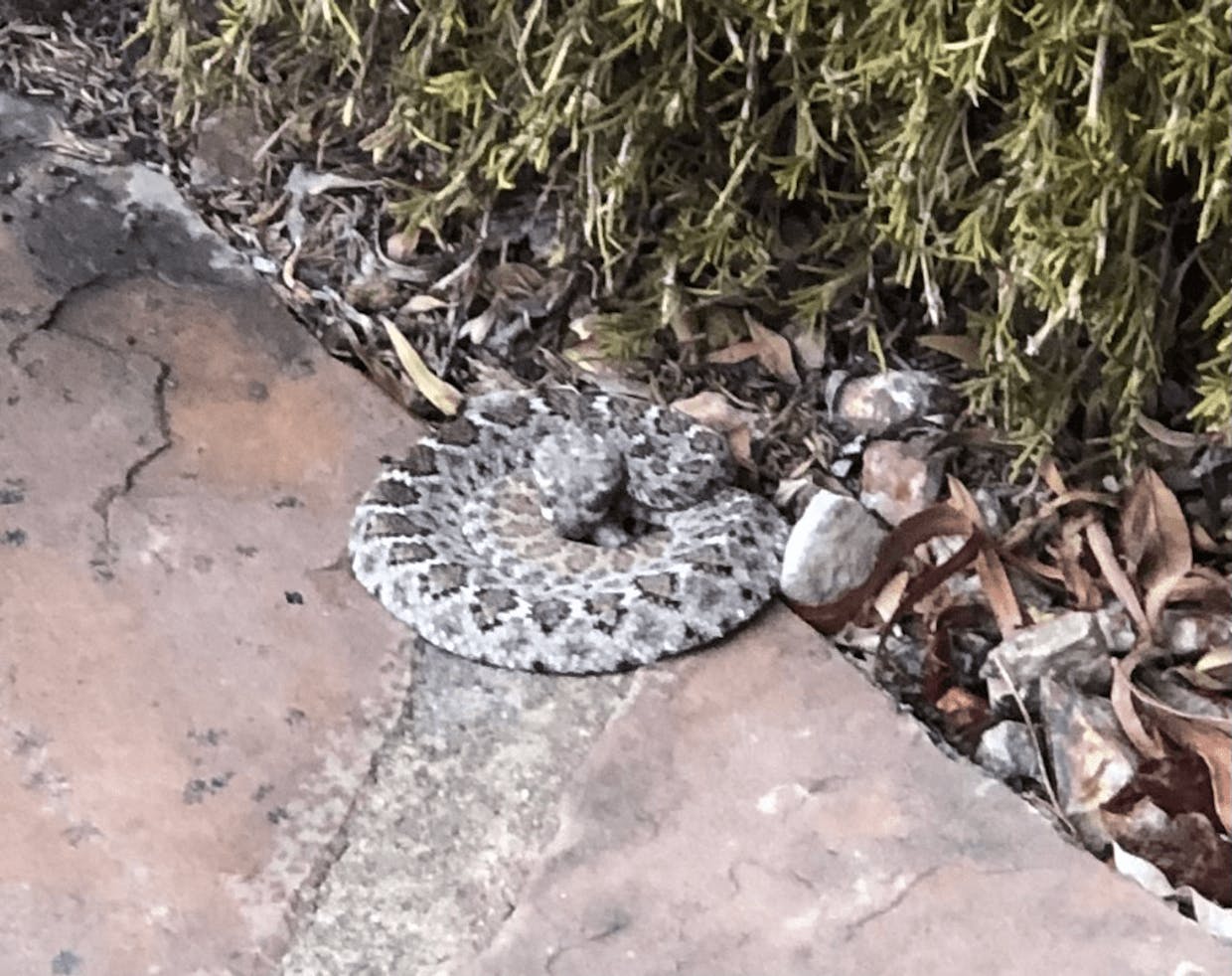 Sahuarita Rattlesnake near my Front door #PictureYourNABURhood