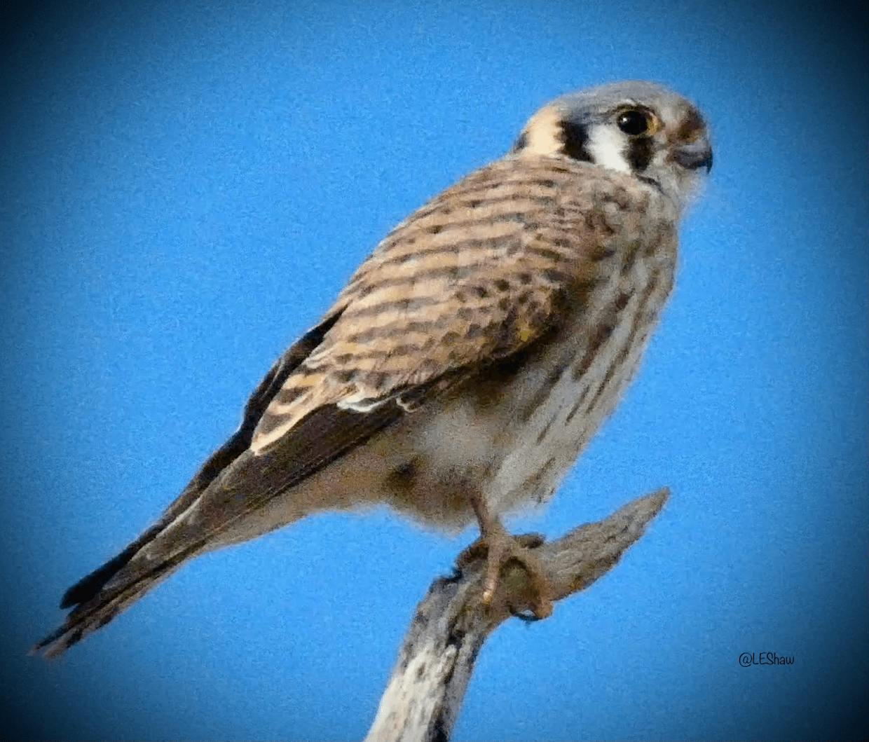 American Kestrel  sighted at Canoa Ranch