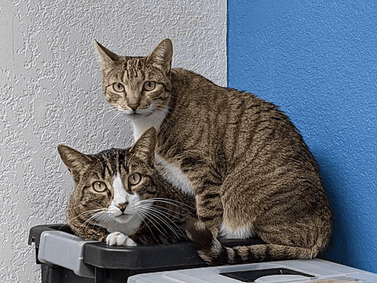 Zeus and Zippy