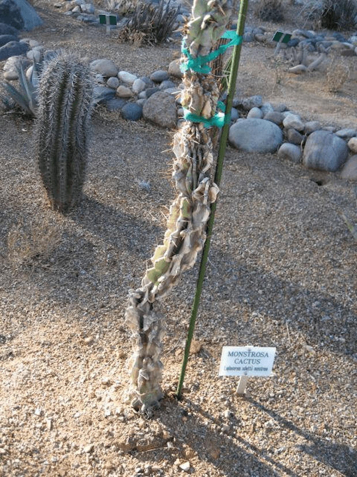 A badly damaged Monstrosa Cactus at The Arid Garden following an extensive cold spell in February, 2011. Note the vibrant Saguaro in the background. (Mary Kidnocker photo)