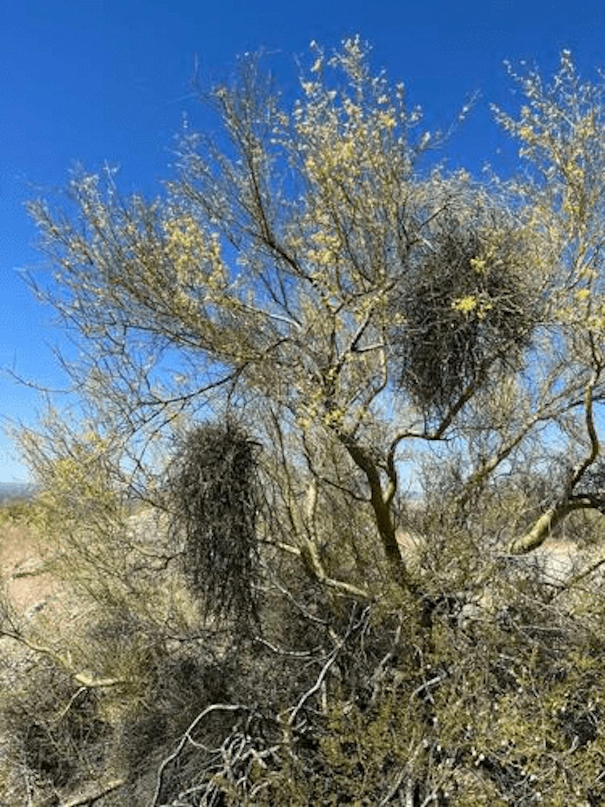 Phoradendron californicum, or desert mistletoe, is a sight familiar to locals. (Royce H. iNaturslist)
