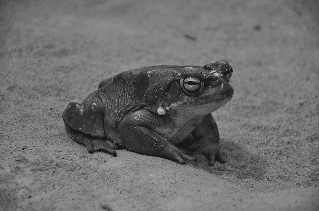 Sonoran Desert Toad, Colorado River Toad