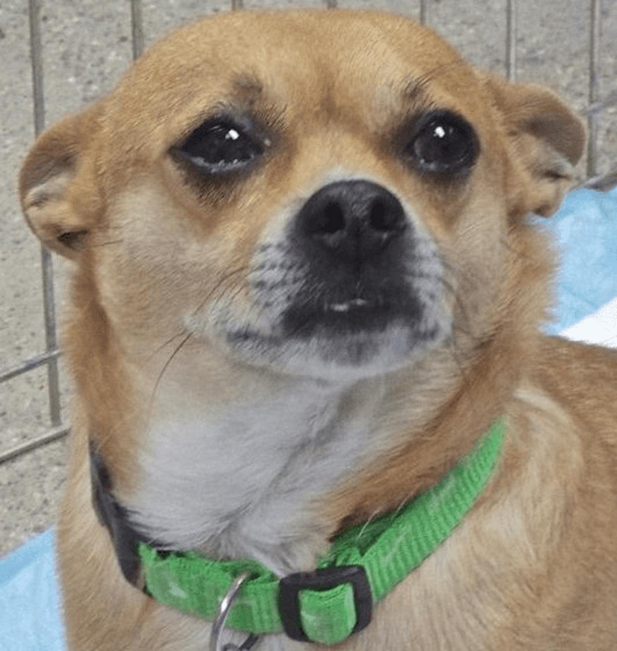 Rufus