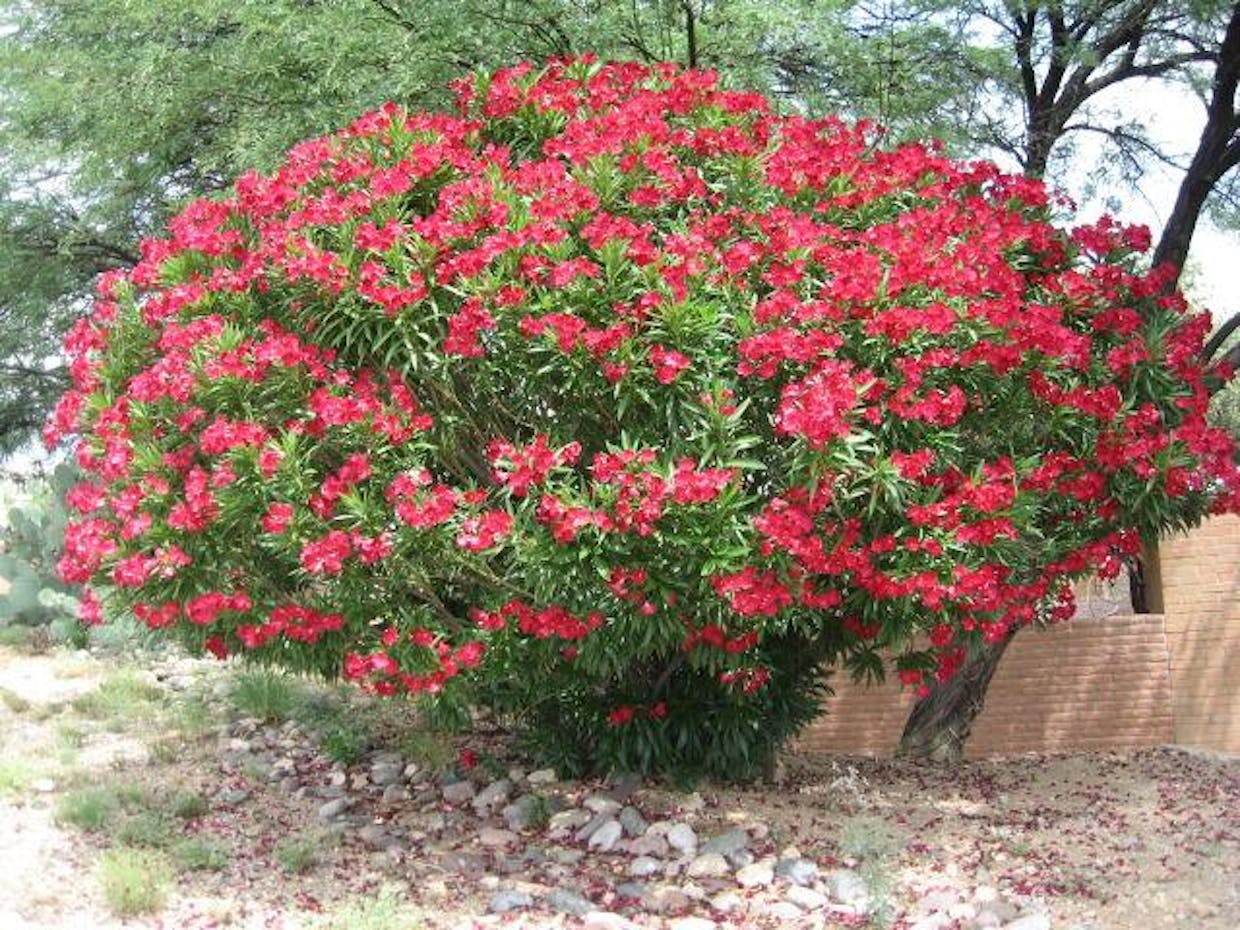 During summer, the area's many colorfully blooming Oleander bushes help to brighten even the dullest of desert landscapes.