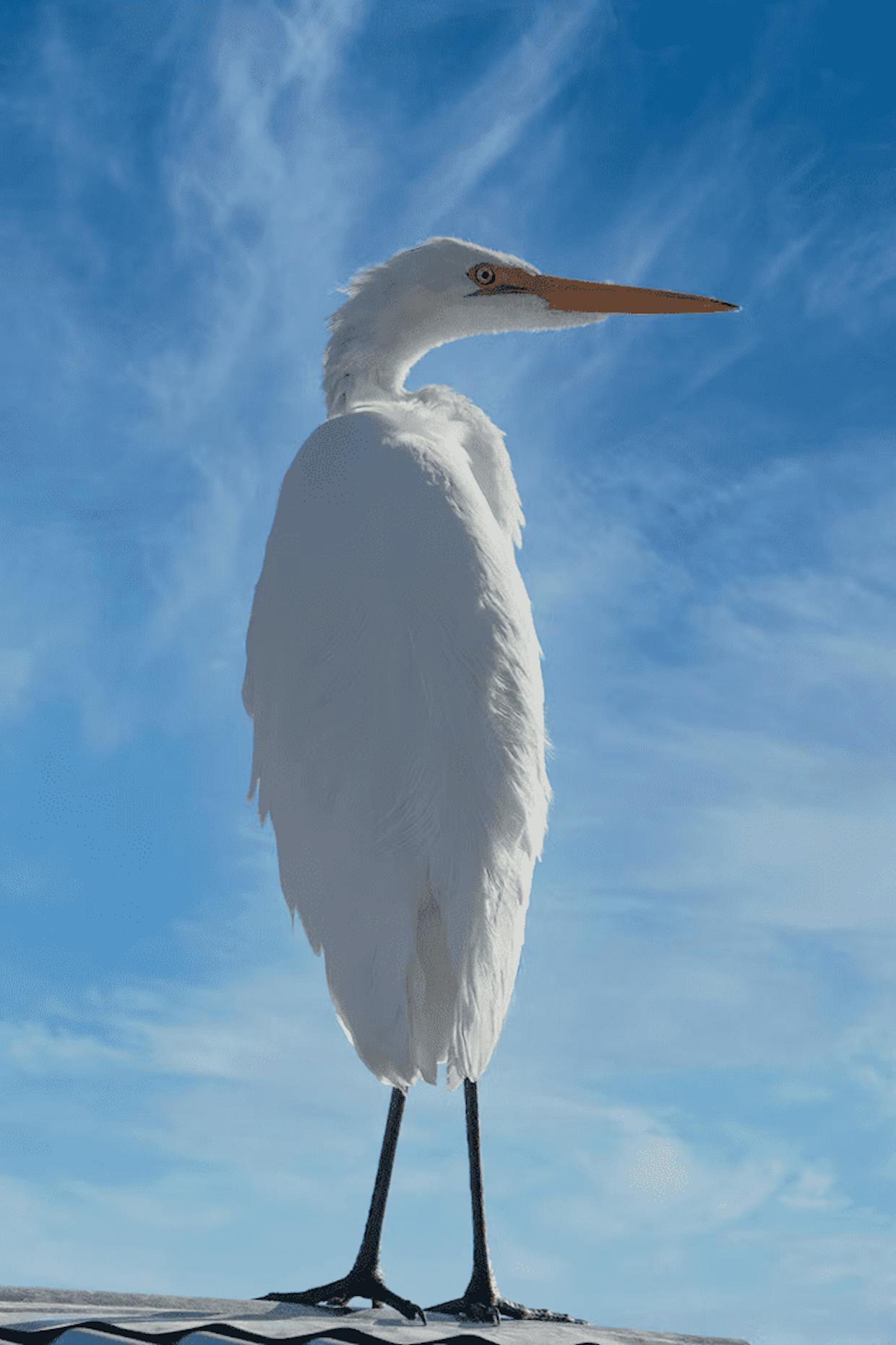 An Egret assesses the situation at Canoa Lake. (Steve Carr)