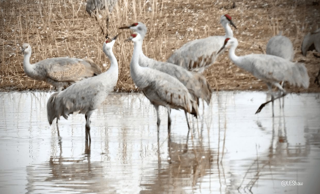 Sandhill Cranes @ Whitewater