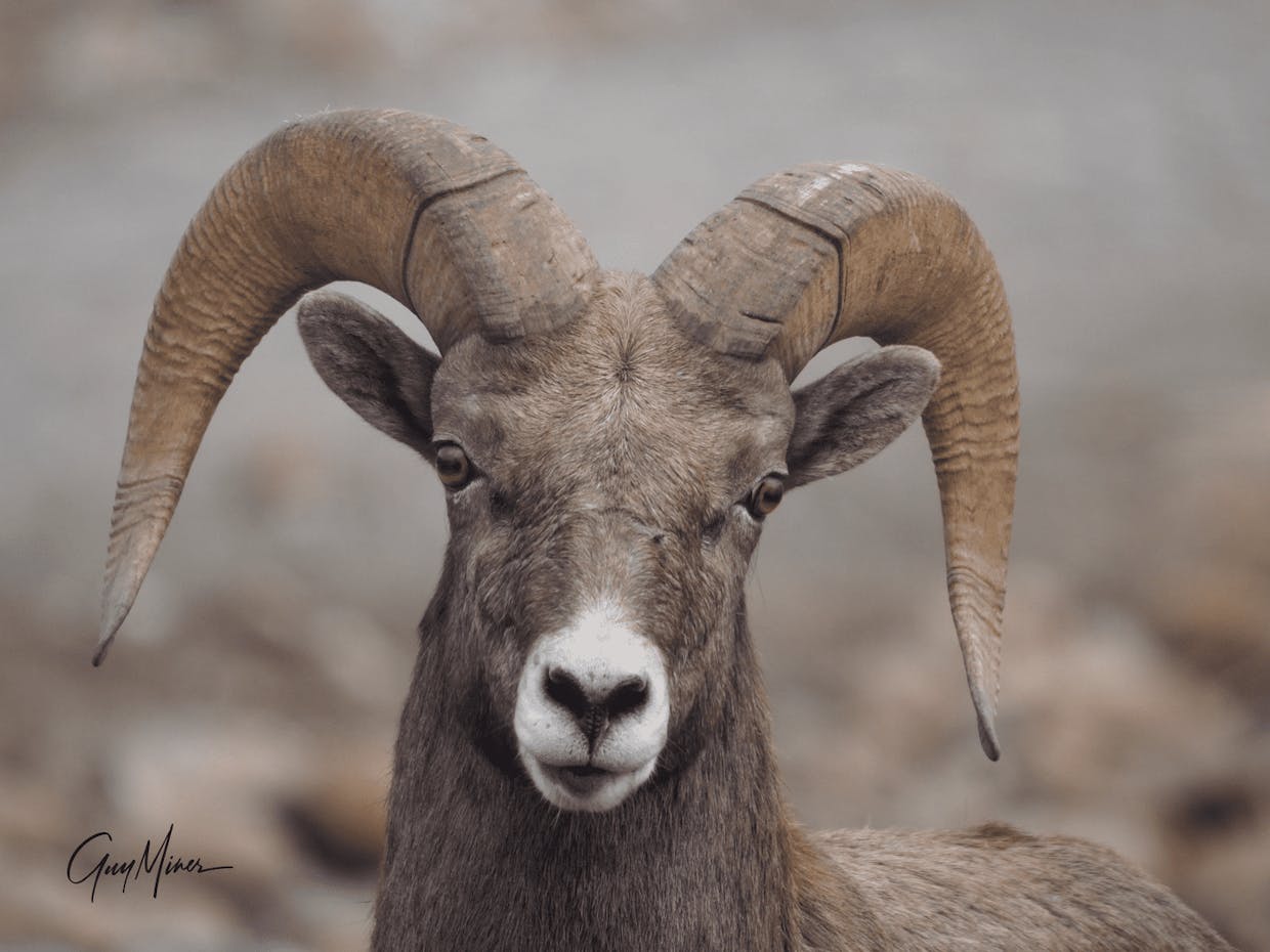 Young bighorn ram photographed on Chelan Butte a couple of days ago.