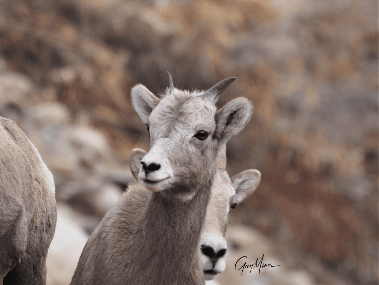 Bighorn sheep don't start with big horns.