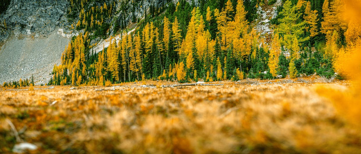 Larches hold on to the last of their yellow needles next to Upper Larch Lake, October 2021.