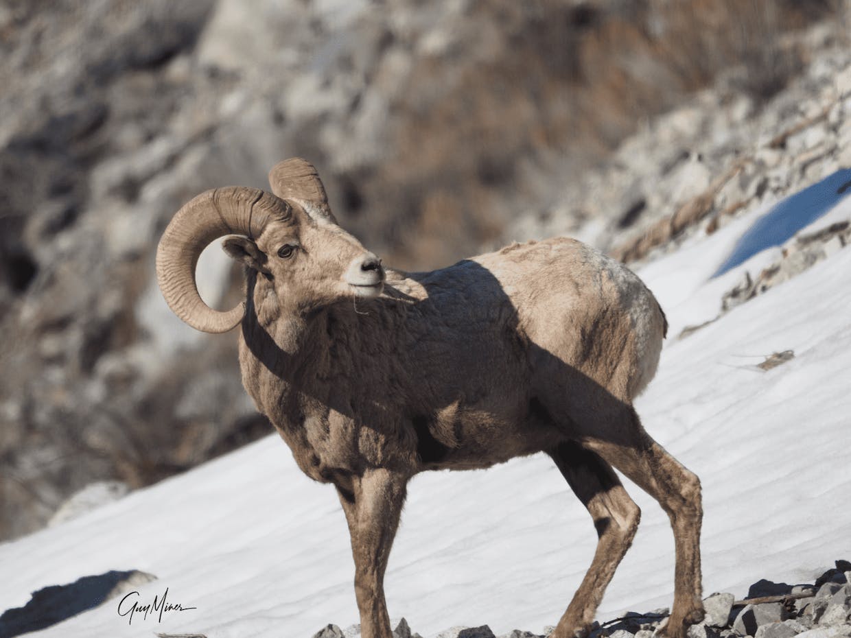 Bighorn Ram