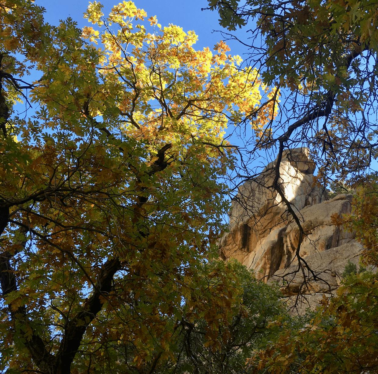 Another patch of yellow leaves in a tall tree with tan canyon wall behind