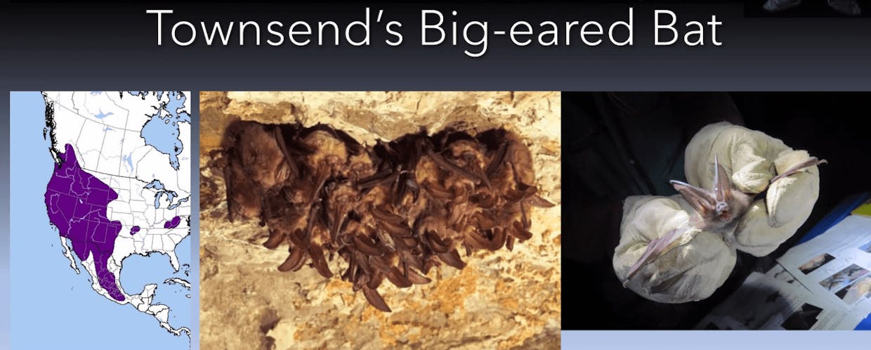 Townsends Big-eared Bat