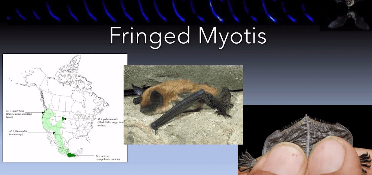 Fringed Myotis