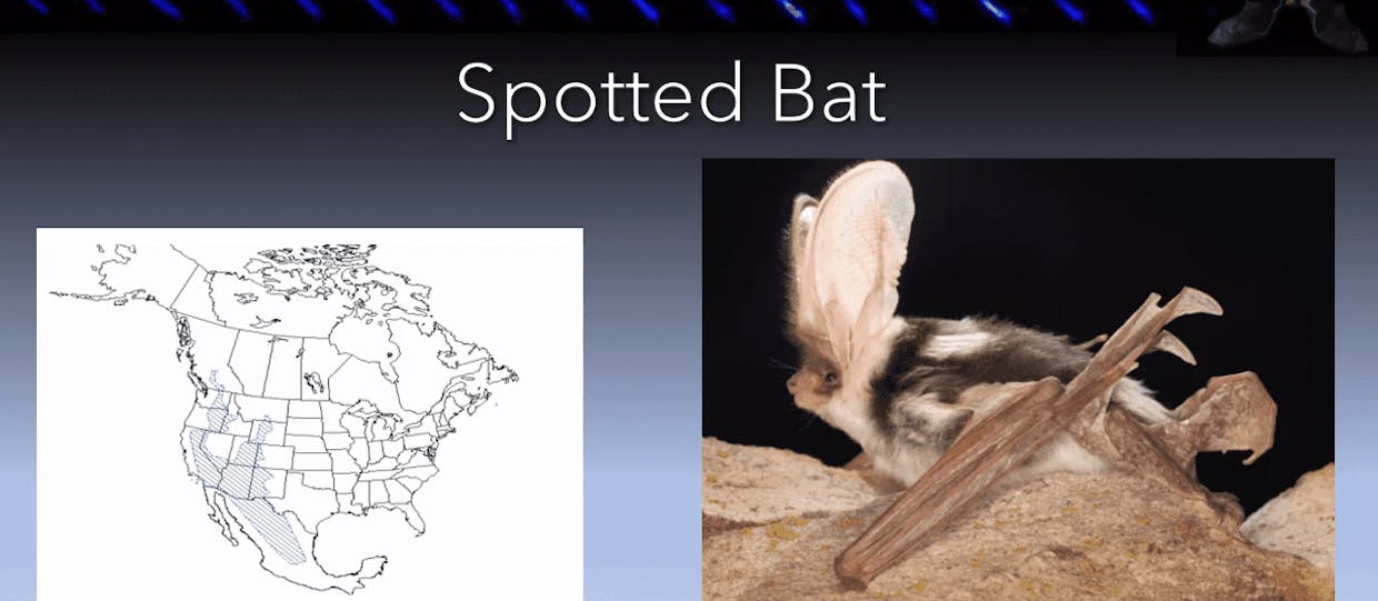 Spotted bat
