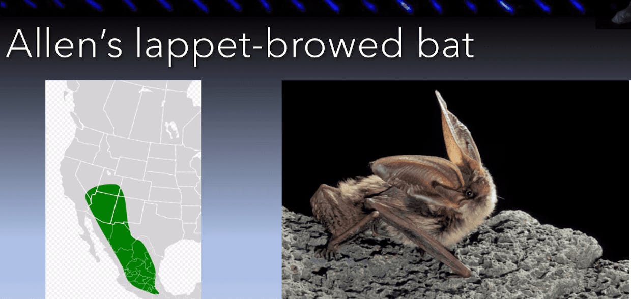 Allen's lappet-browed bat