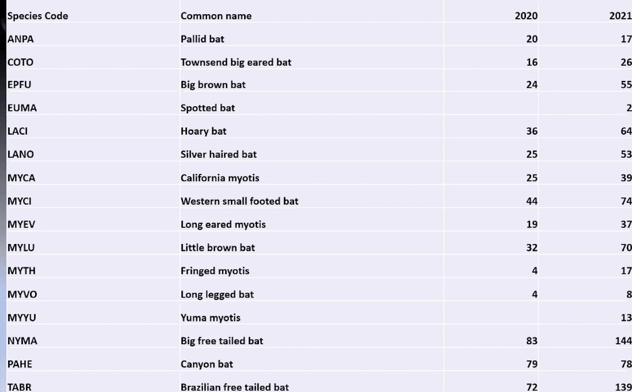 Here are 16 bat species observed in 2020 and 2021. As you can see, the Spotted bat (the state's rarest bat) and the Yuma myotis were not observed in 2020.