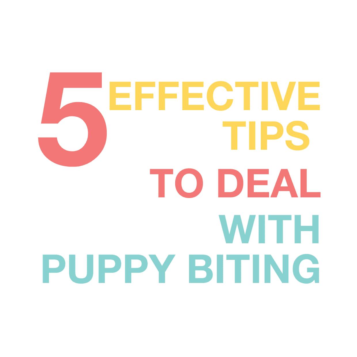 5 effective tips  to deal with puppy biting