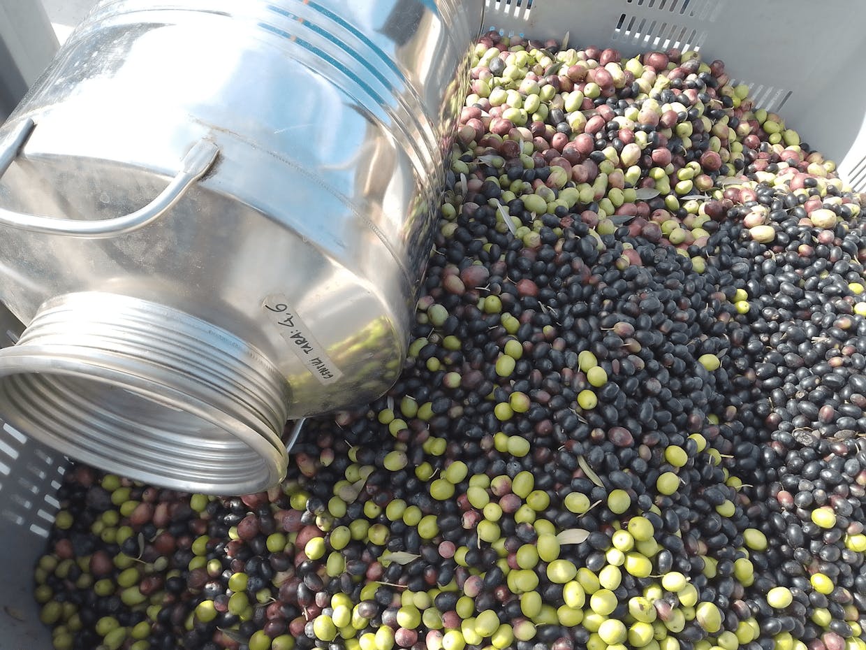 Harvested olives at Frantoio dell'Eremo in Bevagna