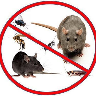 Pests & Rodents